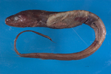 中文種名:菲律賓深海尾鰻