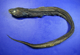 中文種名:菲律賓深海尾鰻