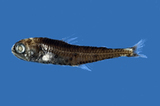 中文種名:櫛棘燈籠魚