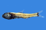 中文種名:瓦氏角燈魚