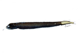 中文種名:星雲巨口魚