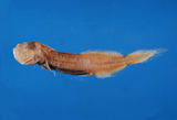 中文種名:棕斑盲鼬鳚