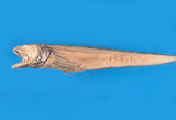 中文種名:五指絲指鼬魚