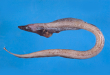 中文種名:合鰓鰻屬