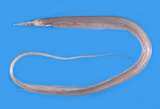 中文種名:台灣絲尾海鰻