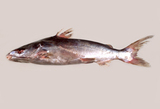 中文種名:硬頭海鯰