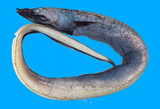 中文種名:合鰓鰻屬