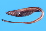 中文種名:合鰓鰻