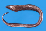 中文種名:高氏合鰓鰻