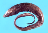 中文種名:高氏合鰓鰻