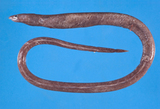 中文種名:帆鰭豆齒鰻