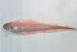 中文種名:史氏赤刀魚