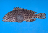 中文種名:玳瑁石斑魚
