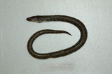 中文種名:紋蛇鰻