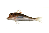 中文種名:紅雙角魚