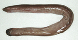 中文種名:布氏粘盲鰻