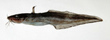 中文種名:鰻鯰
