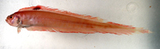 中文種名:背點棘赤刀魚