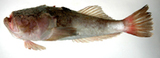 中文種名:雙斑瞻星魚