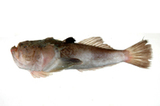 中文種名:雙斑瞻星魚