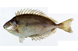 中文種名:褐籃子魚
