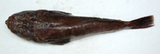 中文種名:青瞻星魚
