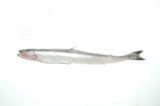 中文種名:小鰭鐮齒魚