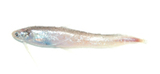 中文種名:尖尾犀鱈