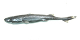中文種名:布希勒燈籠棘鮫