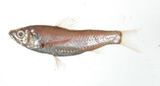 中文種名:短鰭新燈籠魚