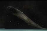 中文種名:扁索深鼬魚