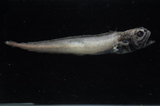 中文種名:大洋黑鱈