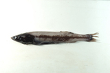 中文種名:蒲原黑口魚