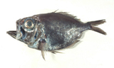 中文種名:黑銀眼鯛