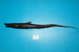 中文種名:短吻擬海蜥魚