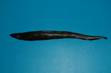 中文種名:旗鰓鰻