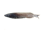 中文種名:尖吻黑頭魚