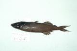 中文種名:黑頭魚