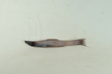 中文種名:小眼深海青眼魚