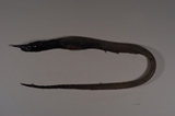 中文種名:長齒鋸齒鰻