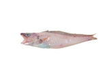 中文種名:貝勞絲鰭鱈
