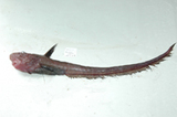 中文種名:紫軟腕魚