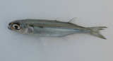 中文種名:南洋銀漢魚