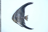 中文種名:尖翅燕魚