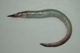 中文種名:狹頜海鰻