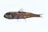 中文種名:鈍吻燈籠魚