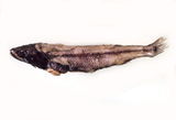中文種名:襟裳巴傑加州平頭魚