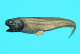 中文種名:重齒單趾鼬魚
