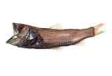 中文種名:大鱗新燈籠魚