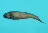中文種名:重齒單趾鼬魚